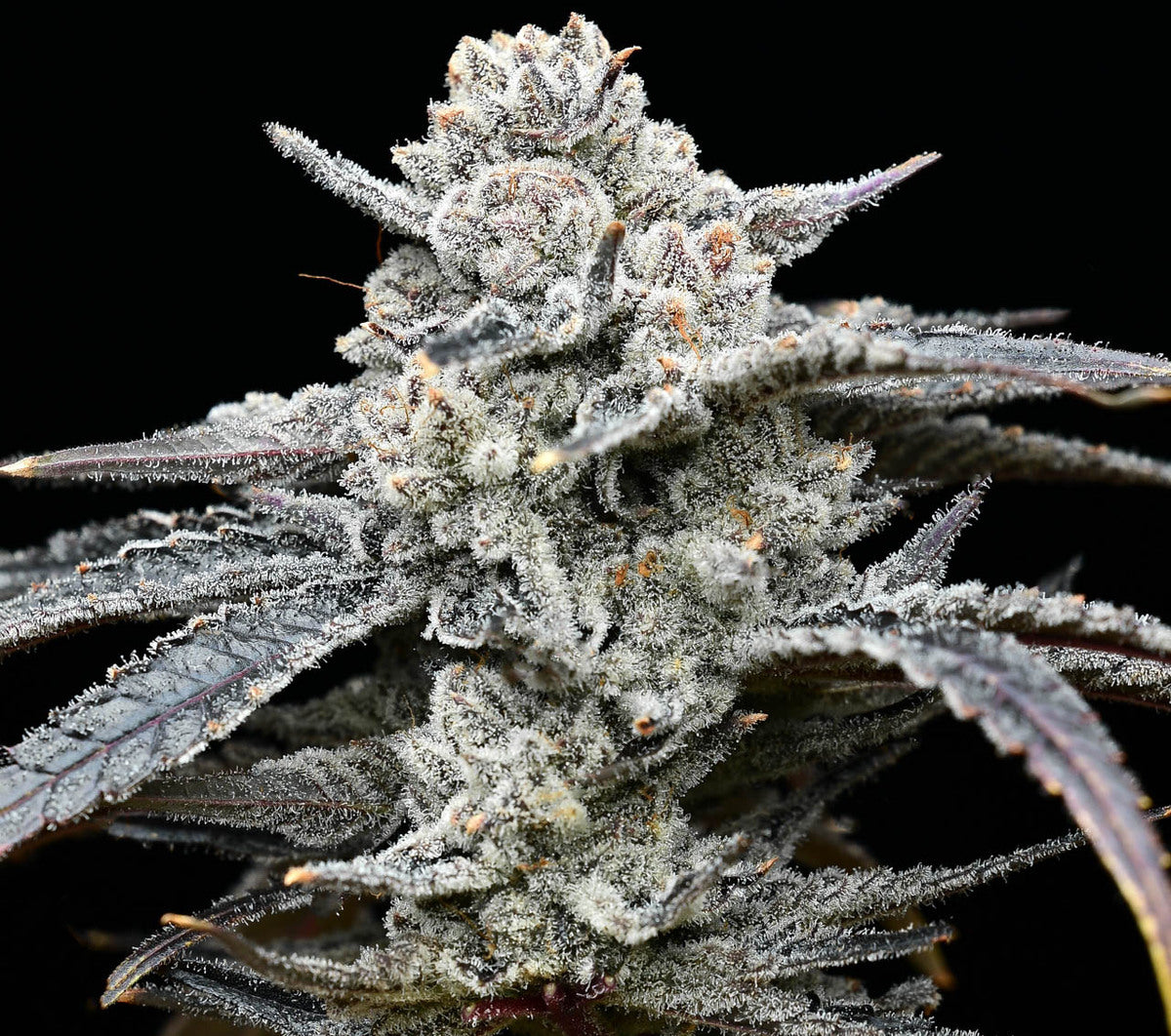 Lemon Cherry Gelato (5pk) image 0
