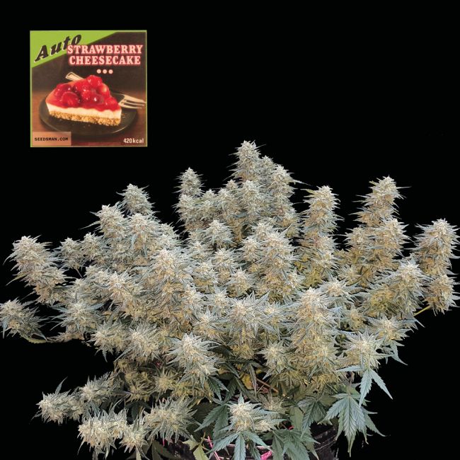 Strawberry Cheesecake Auto Feminised Seeds (3pk) image 0