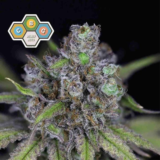 CBG Relief Auto Feminised Seeds (3pk) image 0