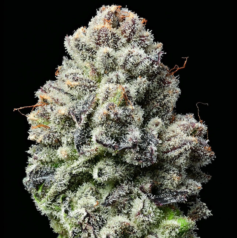 Lemon Cherry Gelato (3pk) image 1