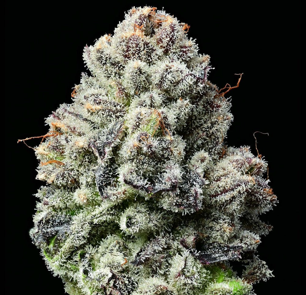 Lemon Cherry Gelato (5pk) image 1
