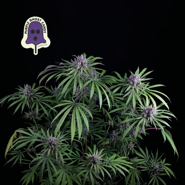 Purple Ghost Candy Feminised Seeds (3pk) image 0