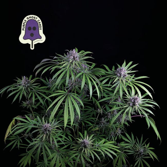 Purple Ghost Candy Feminised Seeds (3pk) image 0