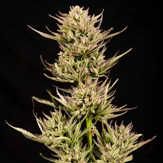 Cookie Apple OG F1 Auto Feminised Seeds (3pk) image 0