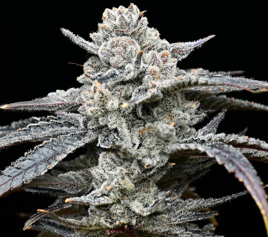 Lemon Cherry Gelato (5pk) image 0