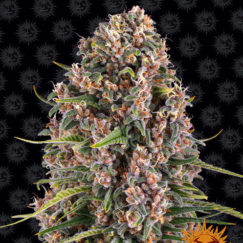 Blueberry Cheese (3pk) image 0