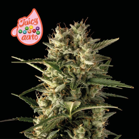 Juicy Zkittlez Auto Feminised Seeds (3pk) image 0
