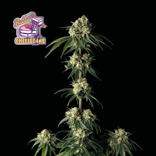 Bubba Cheesecake Feminised Seeds (3pk) image 0