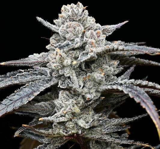 Lemon Cherry Gelato (3pk) image 0
