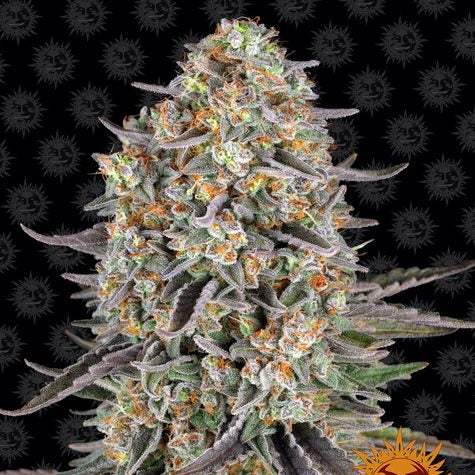 Sour Strawberry (3pk) image 0