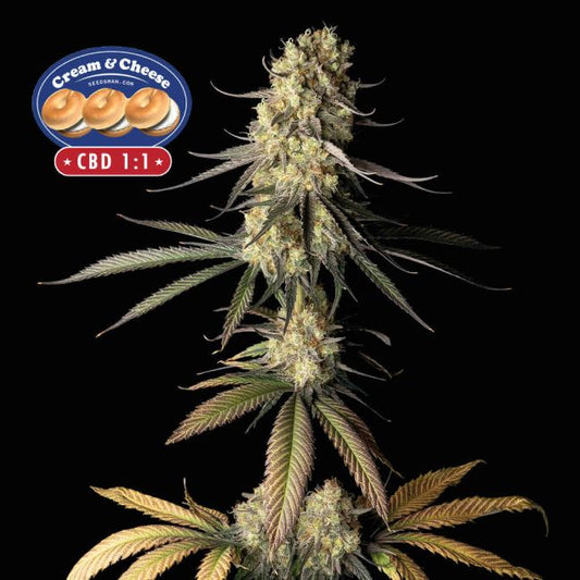 Cream & Cheese CBD 1:1 Feminised Seeds (3pk) image 0