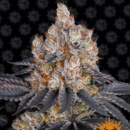 Gelato Feminised Seeds image 0