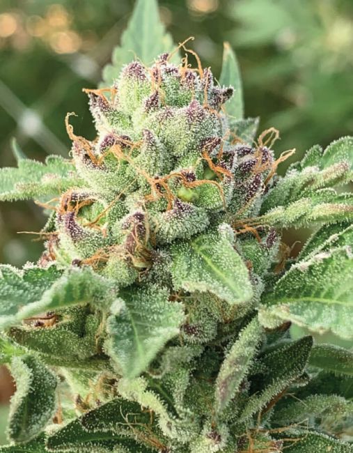 Apple Blossom Feminised Seeds (3pk) image 0