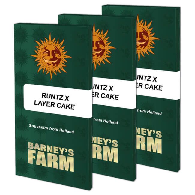 Runtz x Layer Cake Feminised Seeds (3pk) image 1