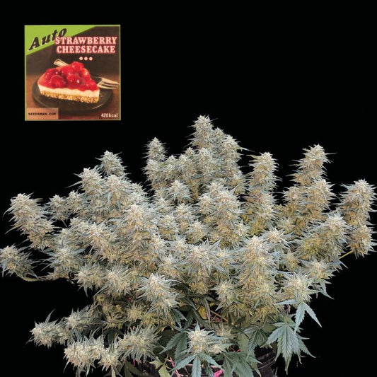 Strawberry Cheesecake Auto Feminised Seeds (3pk) image 0