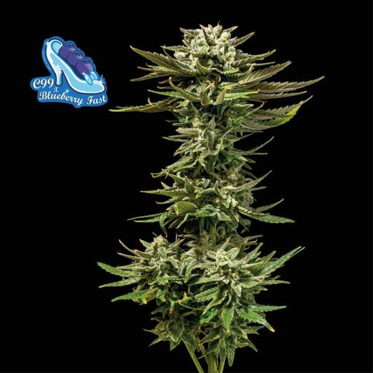 C99 x Blueberry Fast Feminised Seeds (3pk) image 0