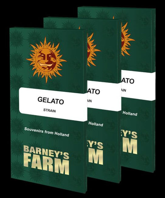 Gelato Feminised Seeds image 1