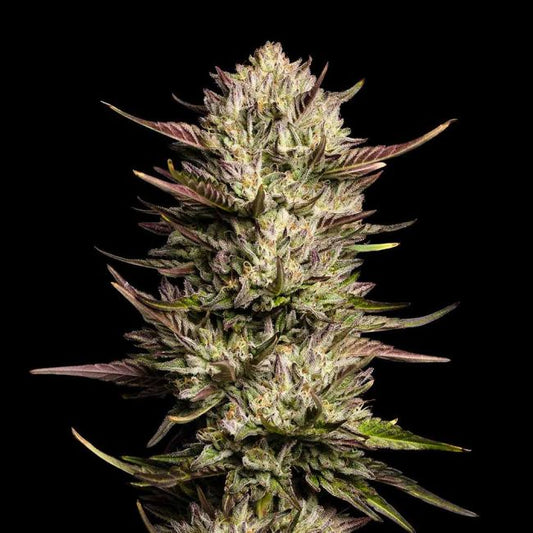 Purple Oreoz F1 Feminised Seeds (3pk) image 0