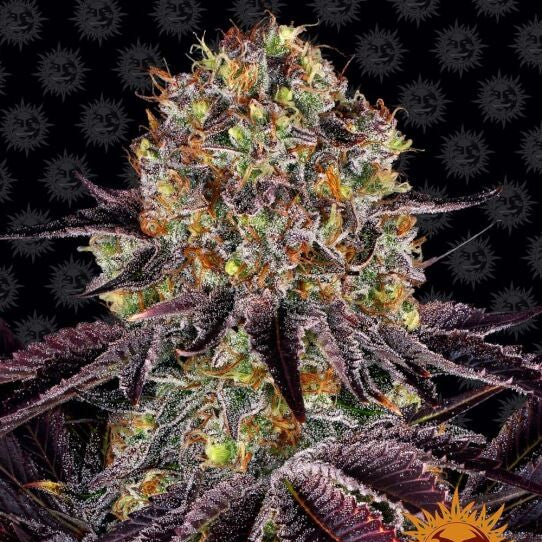 Runtz x Layer Cake Feminised Seeds (3pk) image 0