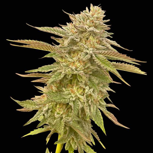 Pineapple OG Feminised Seeds (3pk) image 0
