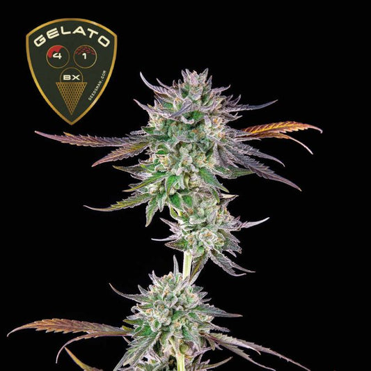 Gelato 41 BX Feminised Seeds (3pk) image 0