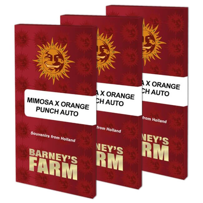 Mimosa x Orange Punch Auto Feminised Seeds (3pk) image 1