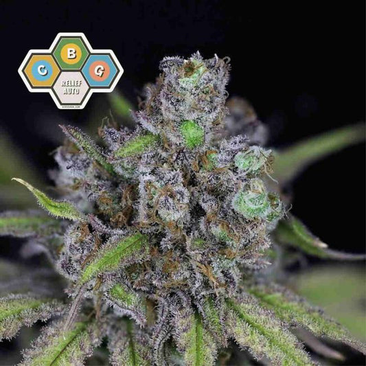 CBG Relief Auto Feminised Seeds (3pk) image 0