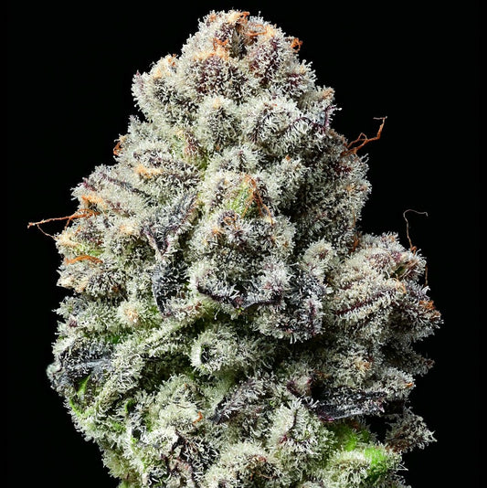 Lemon Cherry Gelato (3pk) image 1