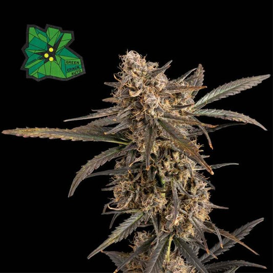 Green Crack Auto Feminised Seeds (3pk) image 0