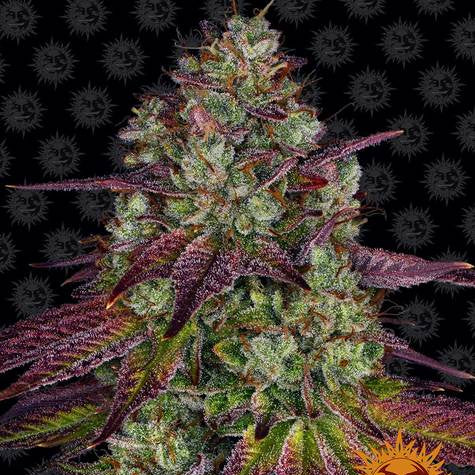Mimosa Evo (3pk) image 0