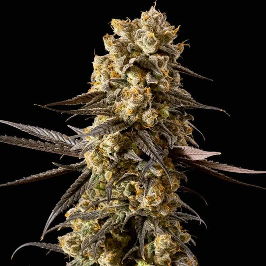 Banana Biscotti F1 Feminised Seeds (3pk) image 0