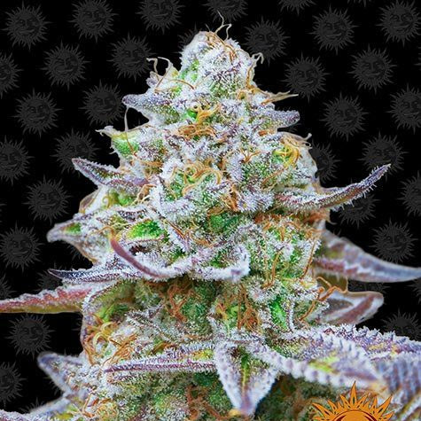 Gorilla Zkittlez Seeds (3pk) image 0