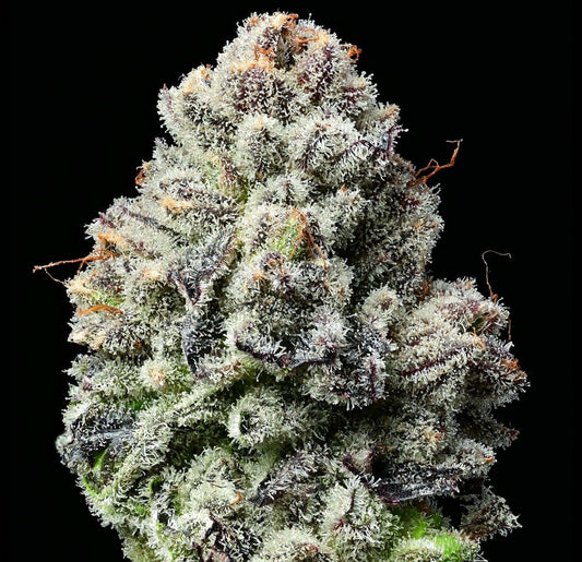 Lemon Cherry Gelato (5pk) image 1