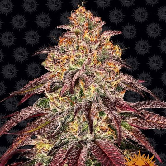 Mimosa x Orange Punch Auto Feminised Seeds (3pk) image 0