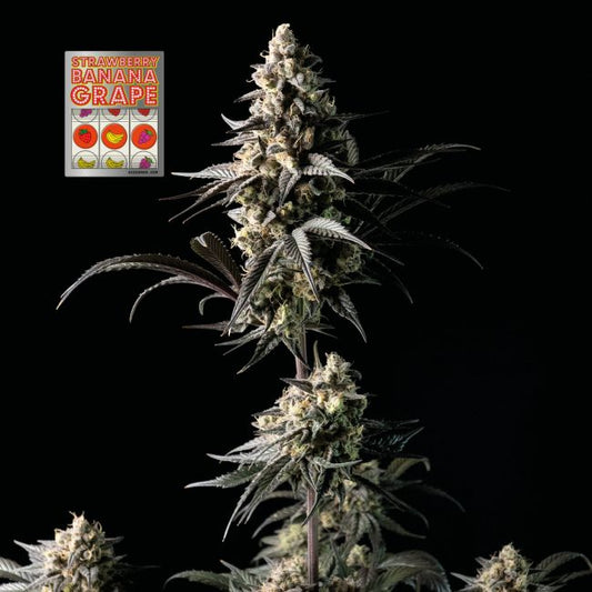 Strawberry Banana Grape Feminised Seeds (3pk) image 0