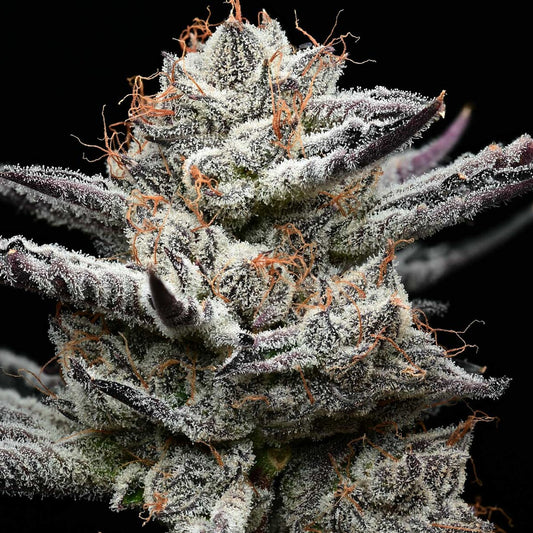 Black Cherry Gushers (5pk) image 0