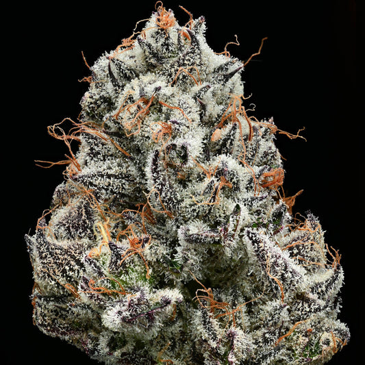 Black Cherry Gushers (5pk) image 1