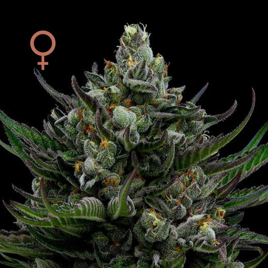 All Gas OG (5pk) image 0